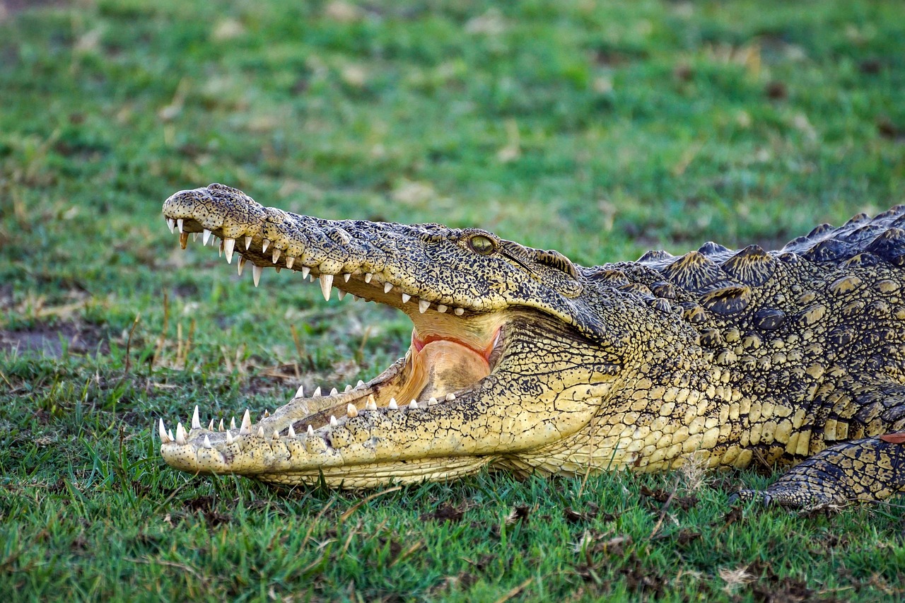 2 Days 1 night Mikumi National Park from Dar es salaam