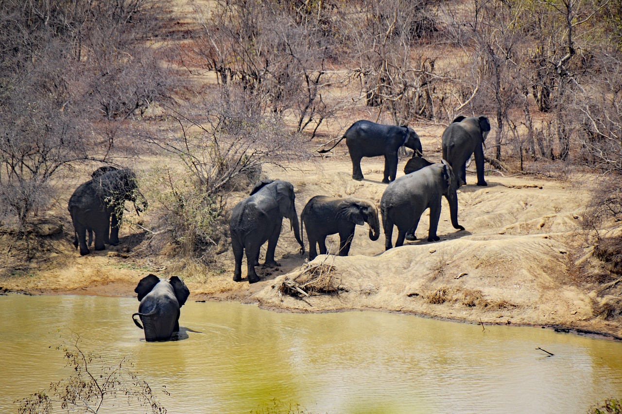FLIGHT ADVENTURE FROM ZANZIBAR TO NYERERE NATIONAL PARK: 2 DAYS 1 NIGHT