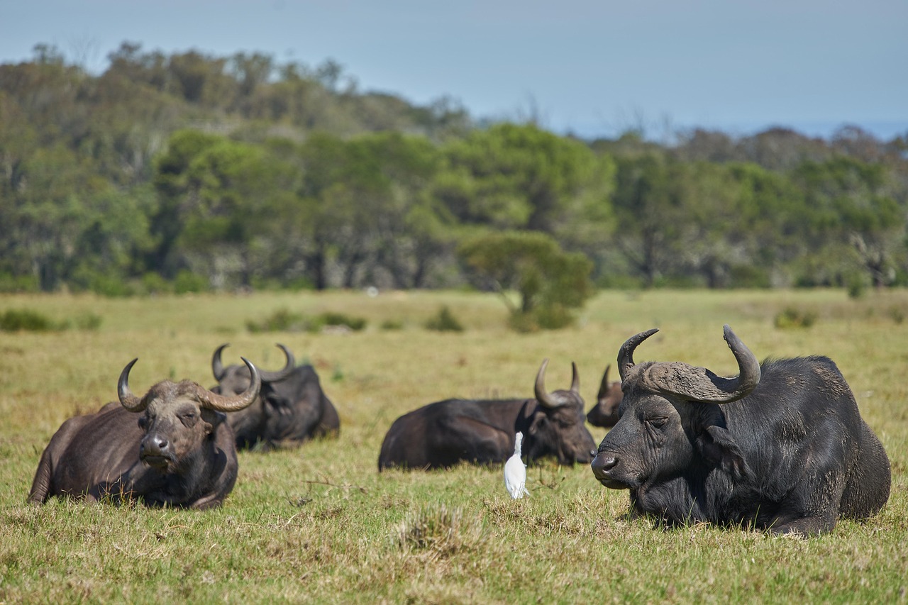 FLIGHT FROM ZANZIBAR: MIKUMI NATIONAL PARK DAY TRIP
