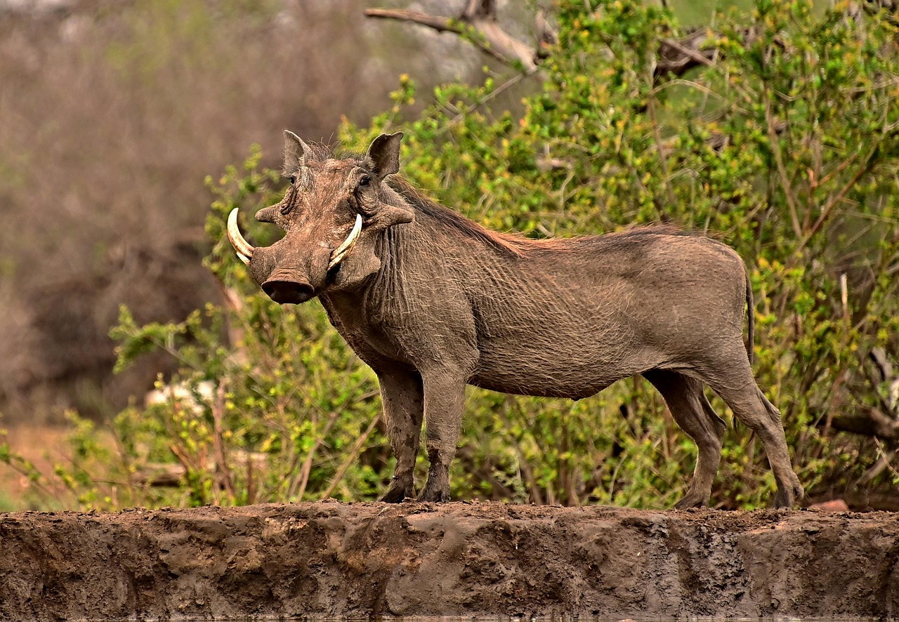 Dar Es Salaam: Mikumi National Park Day Trip by Train