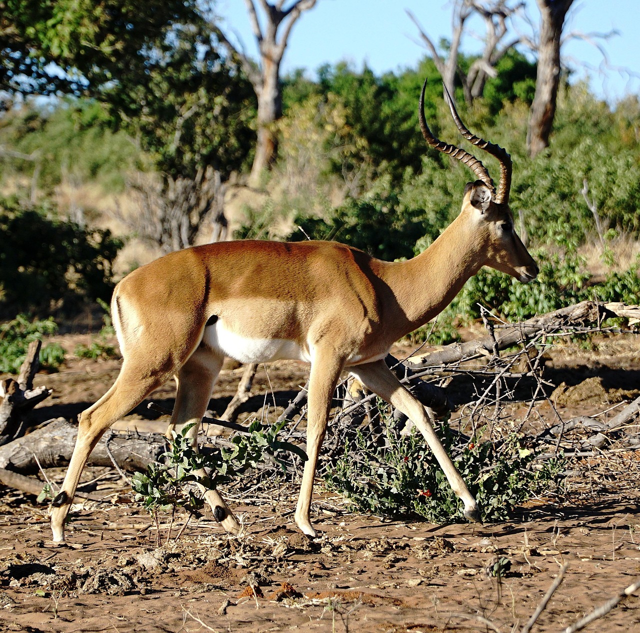3 Days Nyerere National Park : Game Drive, Boat safari & Walking Safari