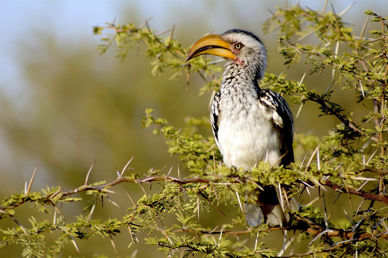 2 DAYS MIKUMI NATIONAL PARK BUDGET SAFARI FROM DAR ES SALAAM