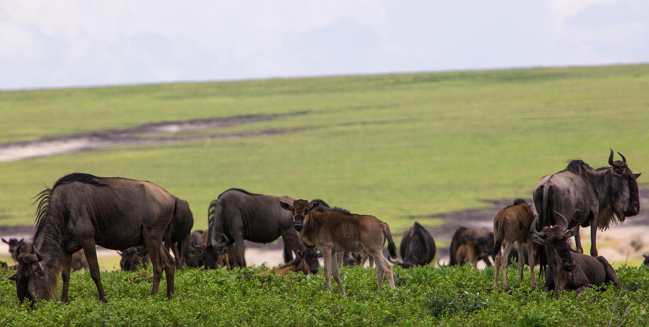 TARANGIRE & MANYARA NATIONAL PARK : 2 DAYS 1 NIGHT