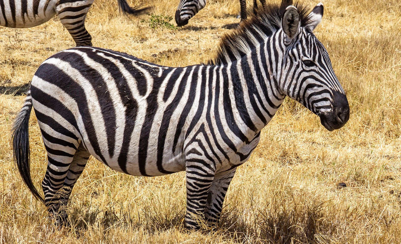 2-Day Tarangire National Park and Ngorongoro Crater Safari
