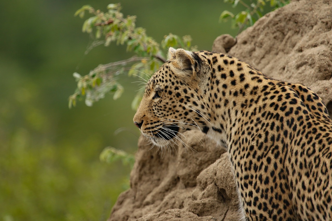 WILDLIFE SAFARI 3 DAYS 2 NIGHT FROM ZANZIBAR TO MIKUMI